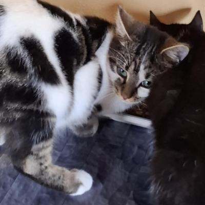 Les chats