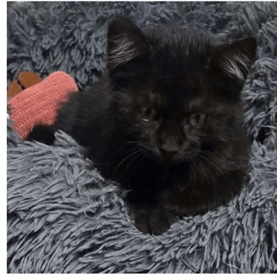 Chatons
