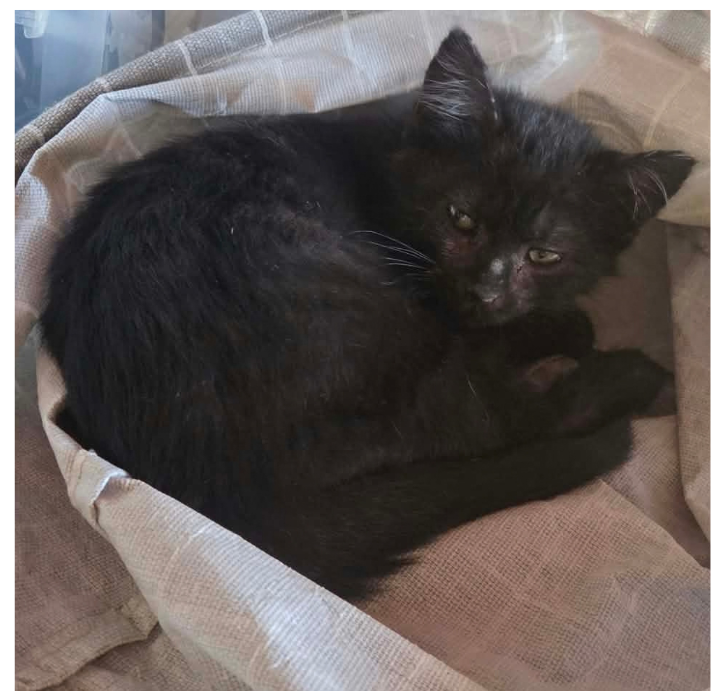 Salem