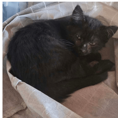 Salem